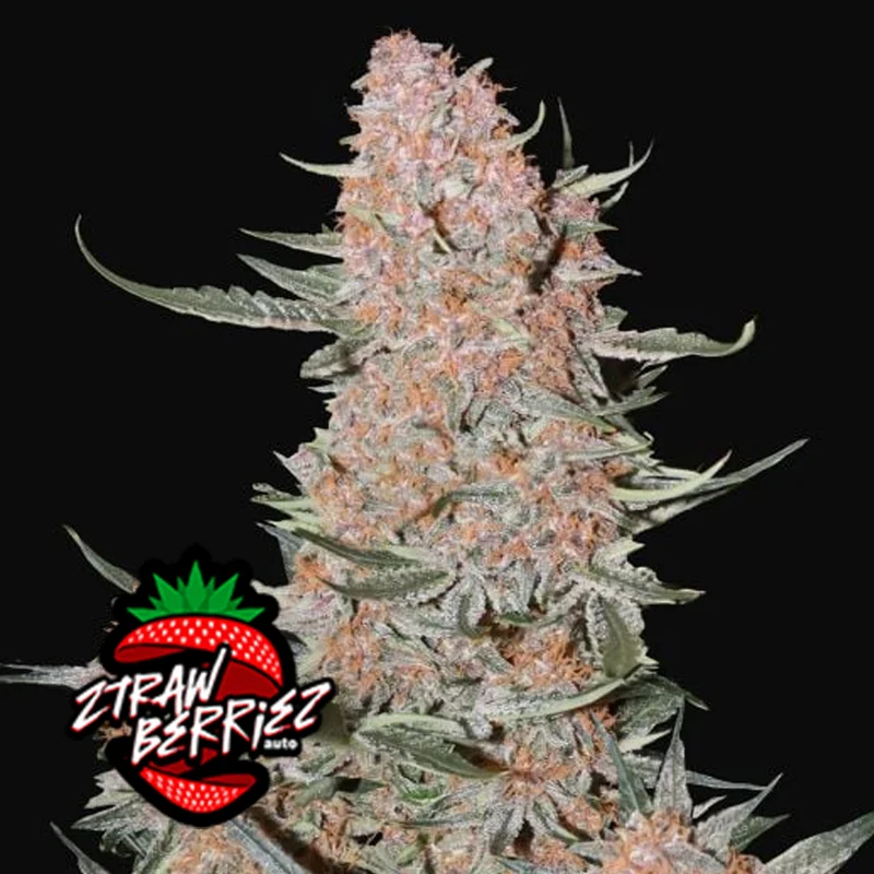 saltonverde2873916