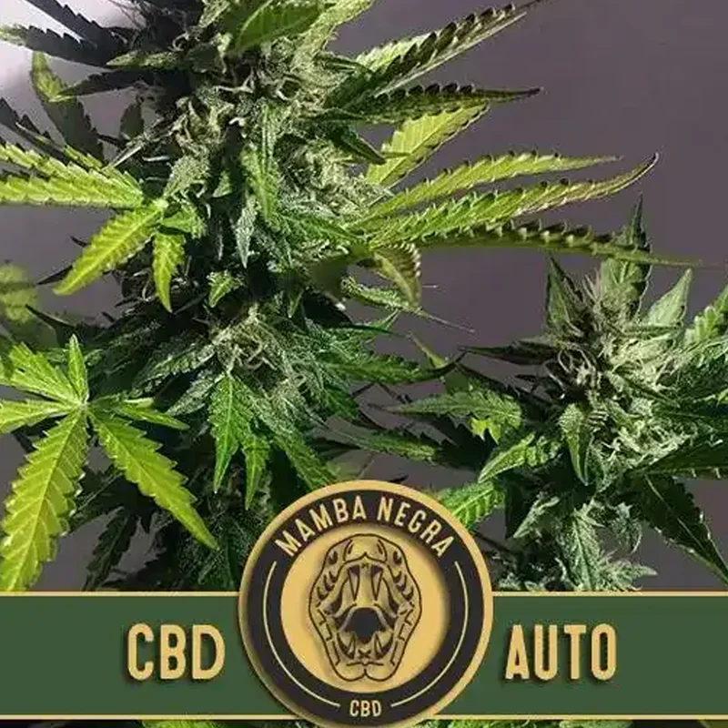 saltonverde2873988