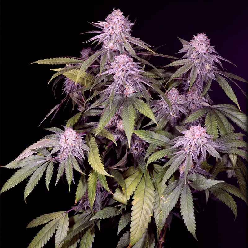 saltonverde2874008