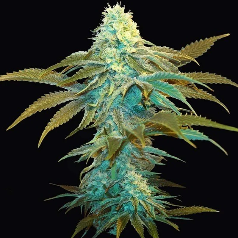 saltonverde2875109