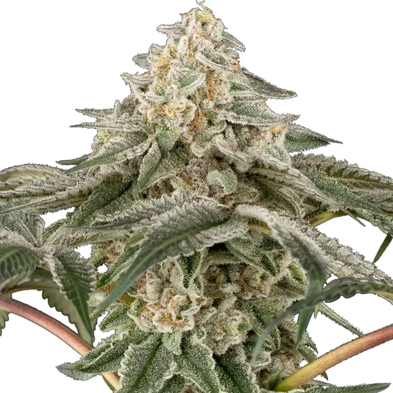 saltonverde2875523