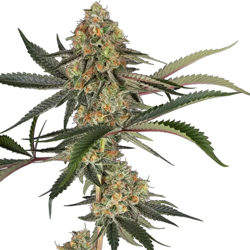 saltonverde2875576