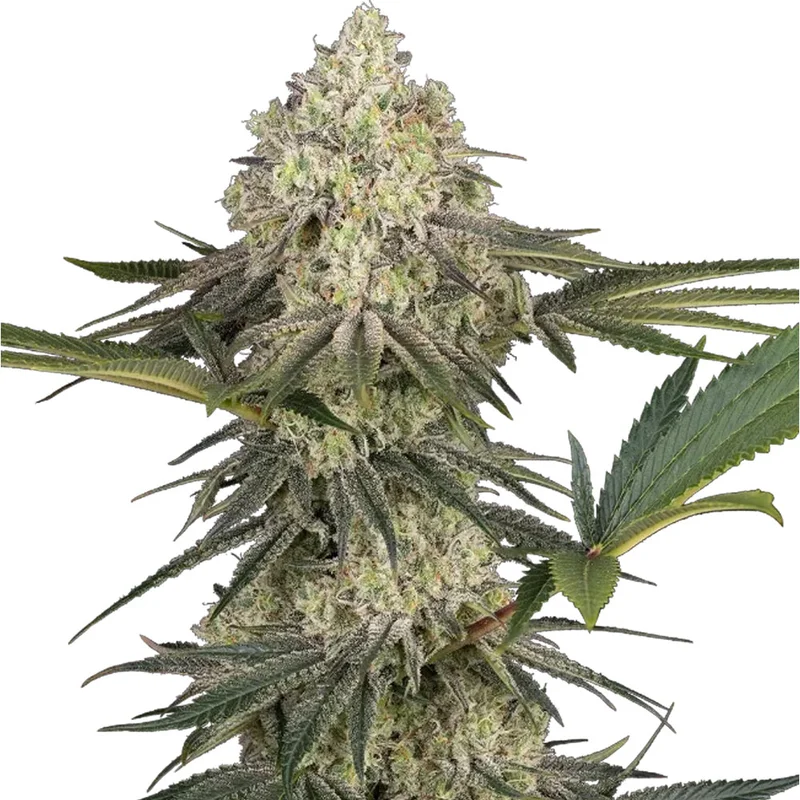 saltonverde2875599