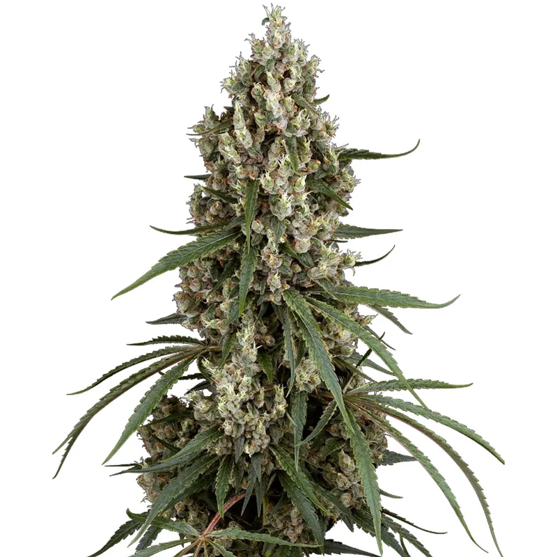 saltonverde2875807