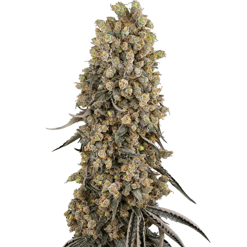 saltonverde2875827