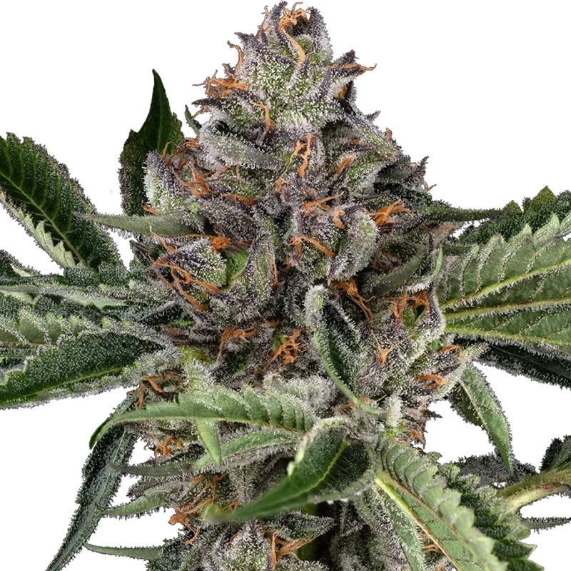 saltonverde2875841