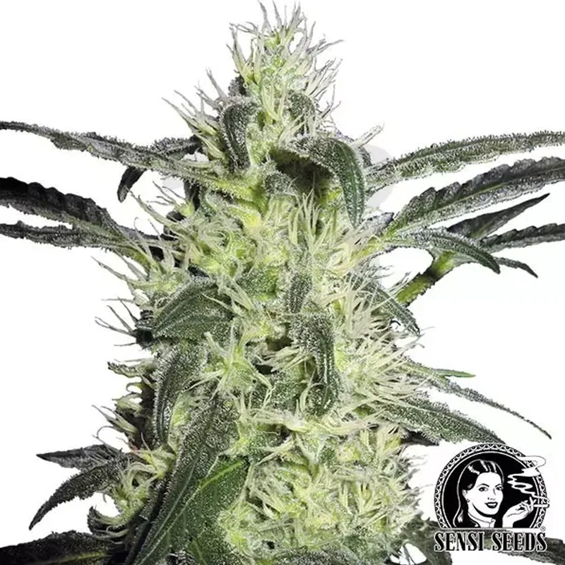 saltonverde2876061