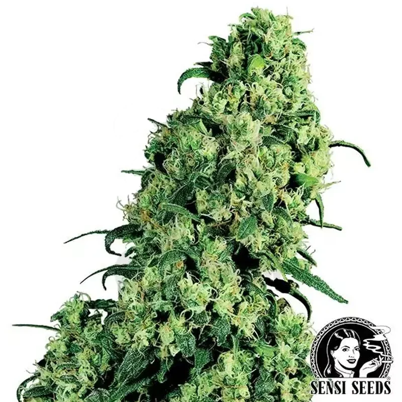 saltonverde2876079