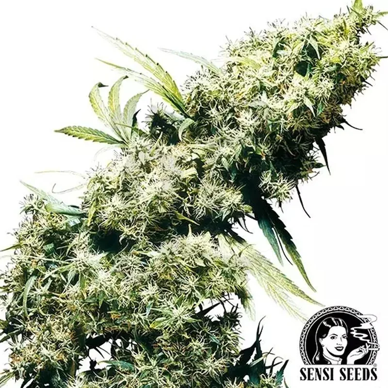 saltonverde2876238