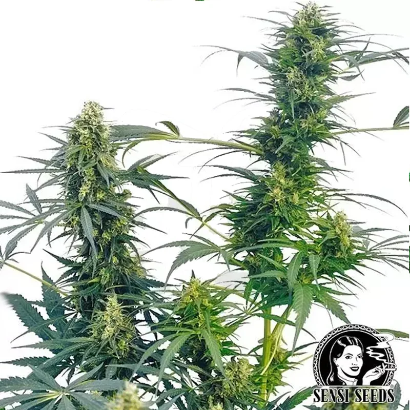 saltonverde2876393