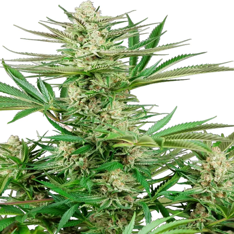 saltonverde2876445