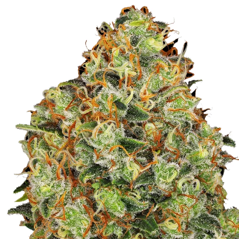 saltonverde2876627