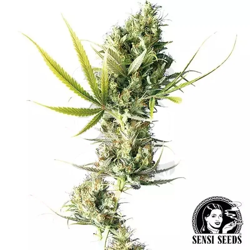 saltonverde2876788