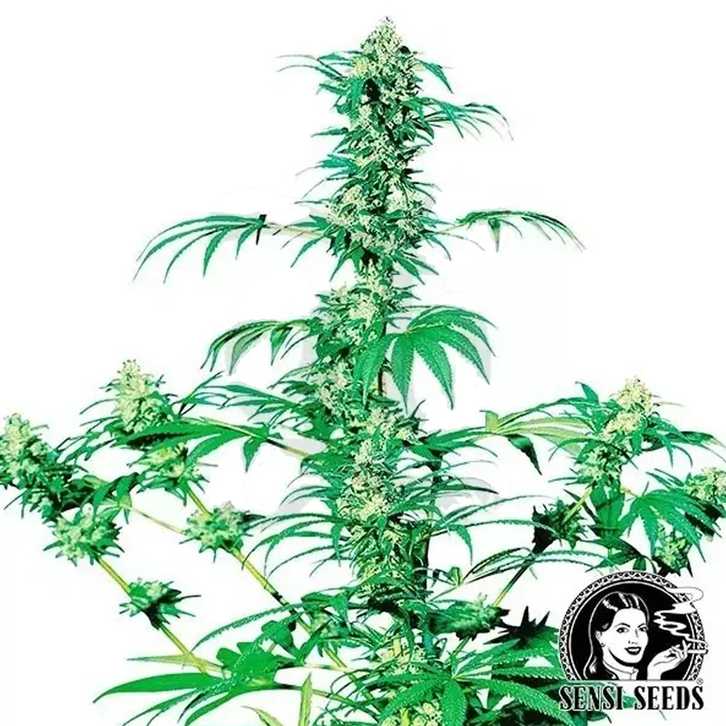 saltonverde2876801