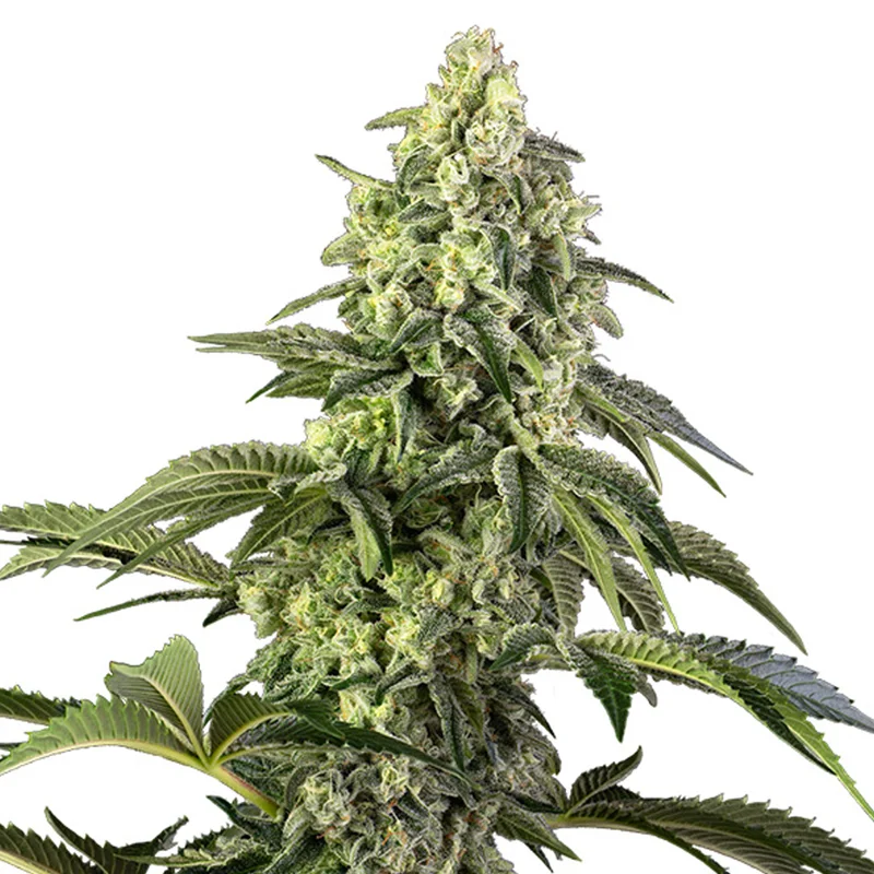 saltonverde2876909