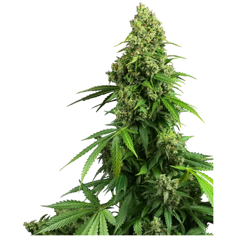 saltonverde2877058