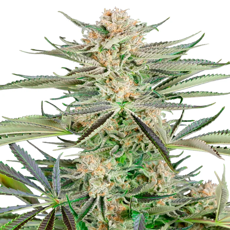 saltonverde2877198