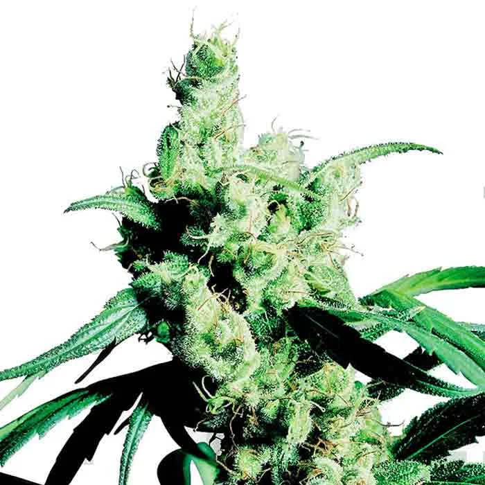 saltonverde2877426