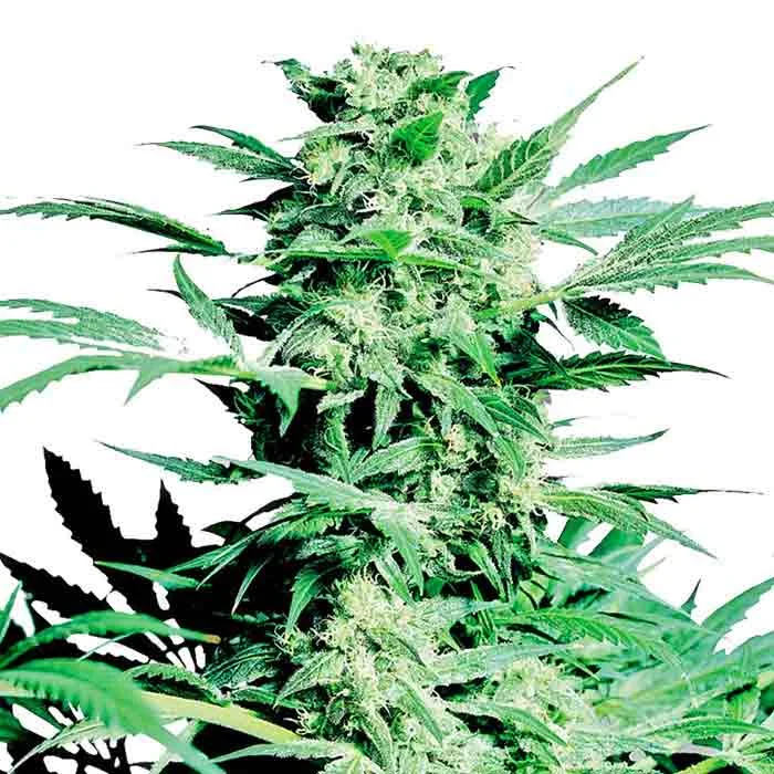 saltonverde2877450