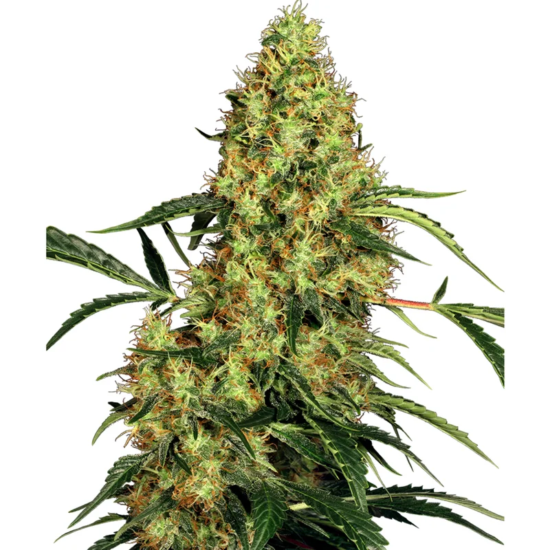 saltonverde2877544