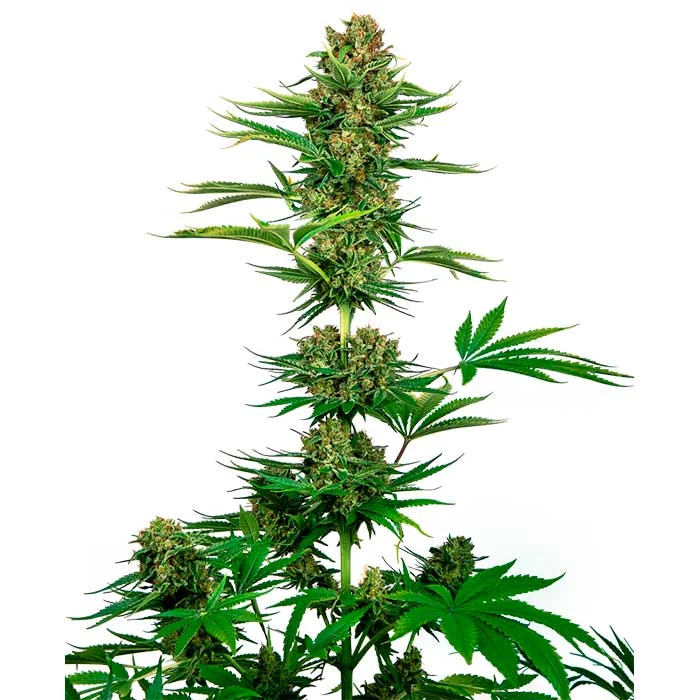 saltonverde2877684