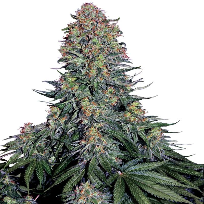 saltonverde2877710