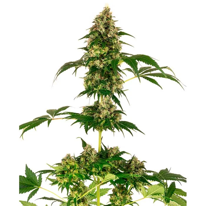 saltonverde2877789