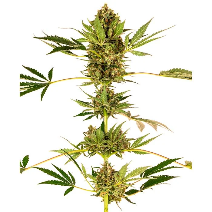 saltonverde2877838