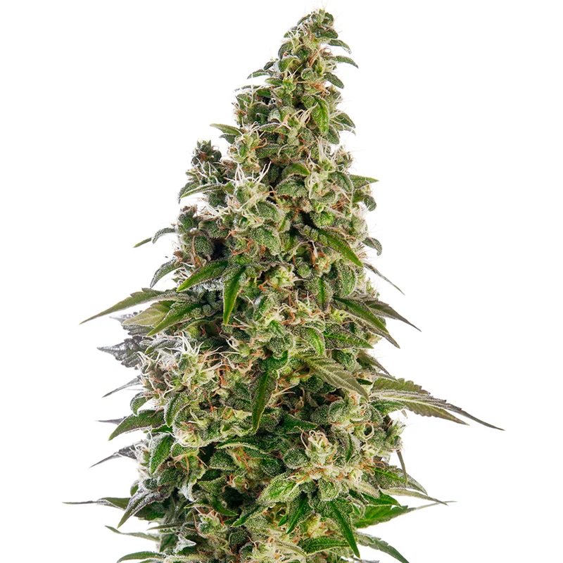 saltonverde2877959