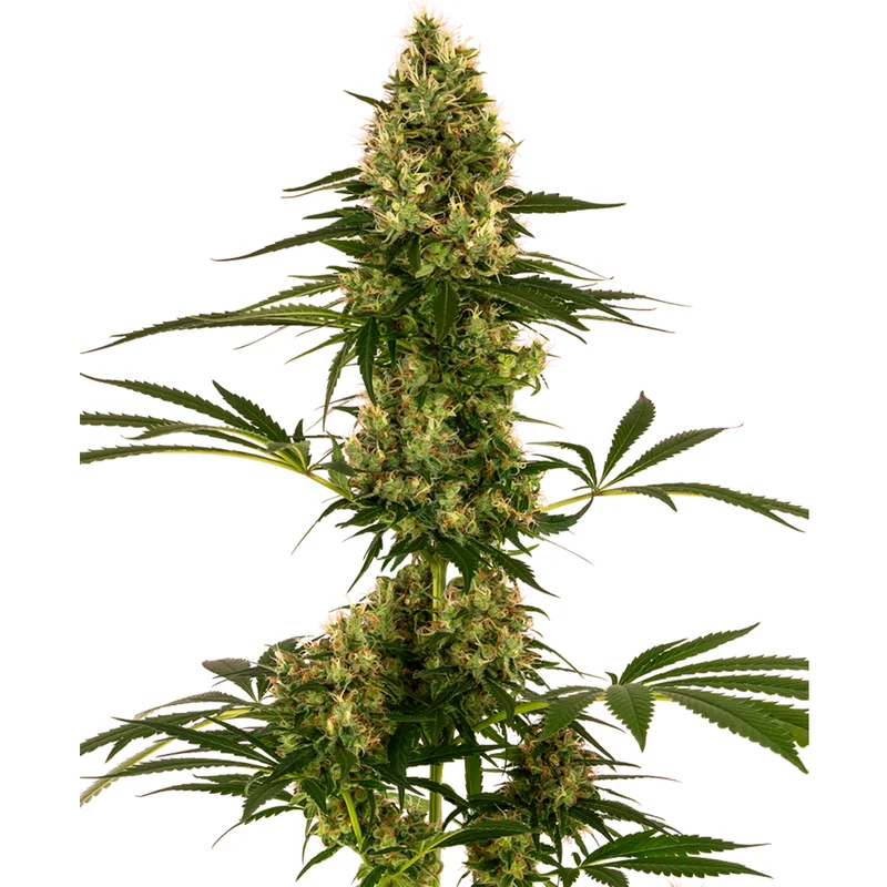 saltonverde2878009
