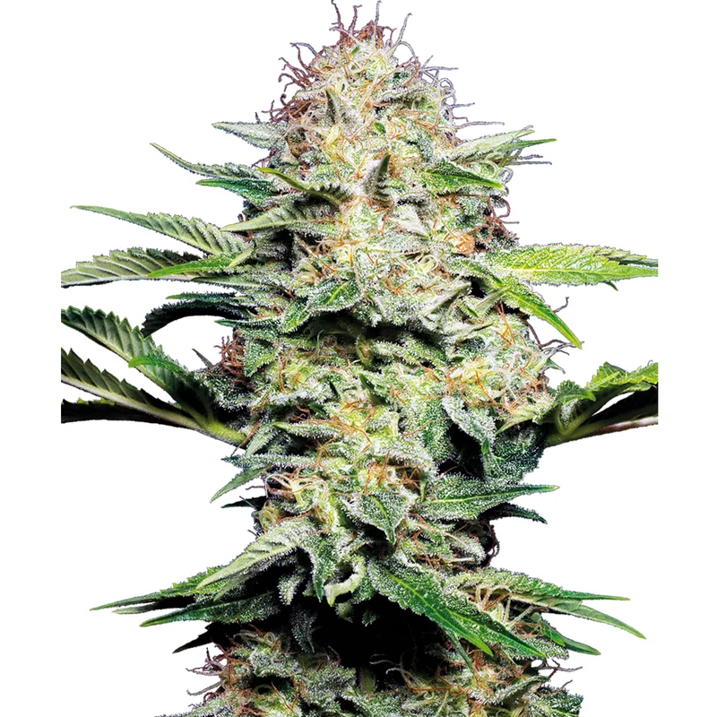 saltonverde2878069