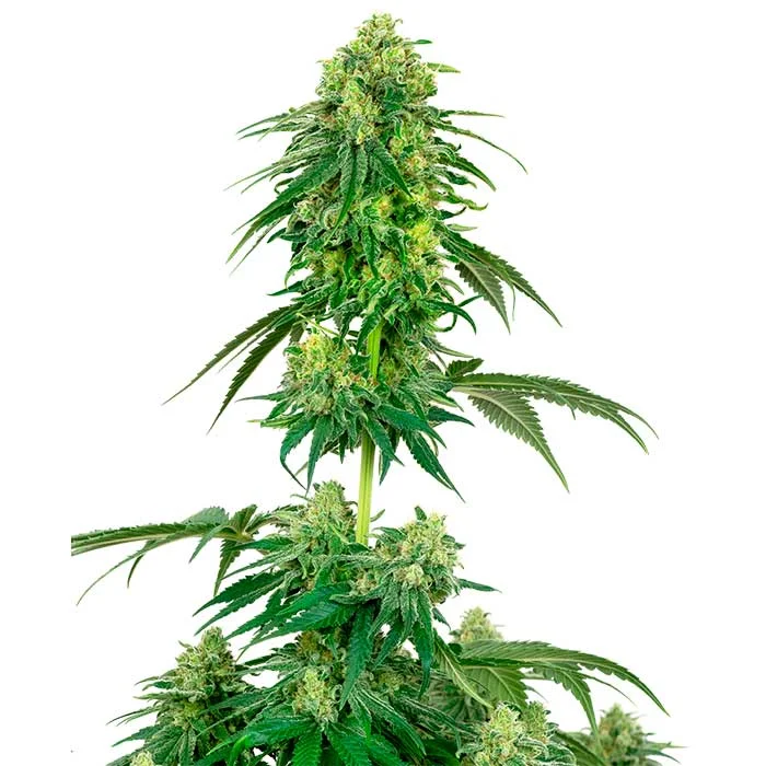 saltonverde2878382