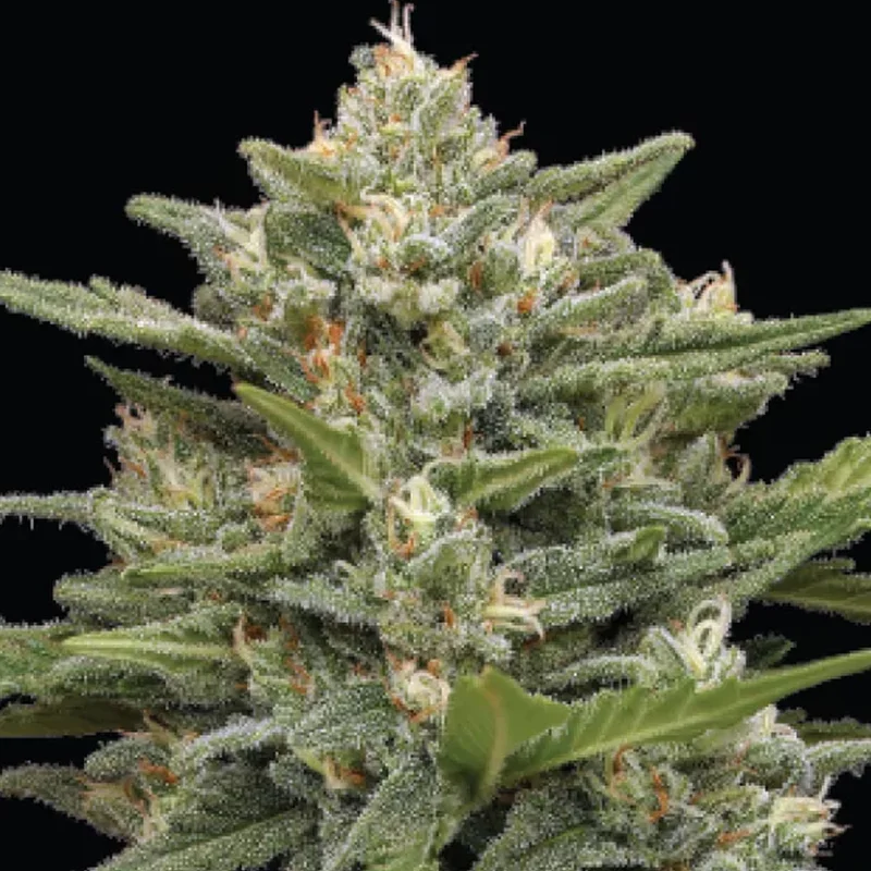 saltonverde2881014