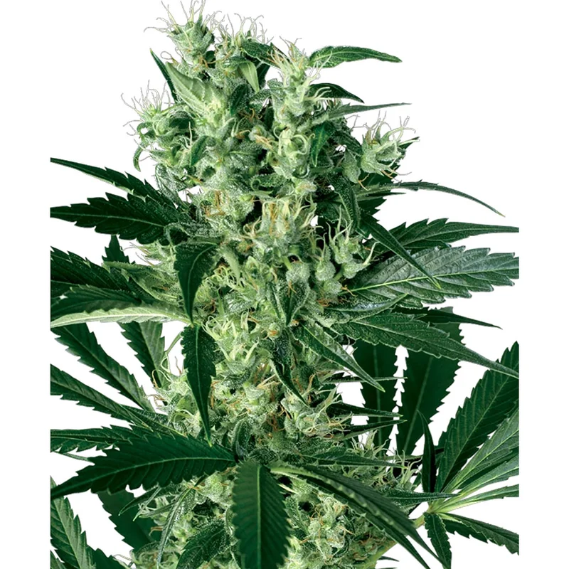 saltonverde2881789