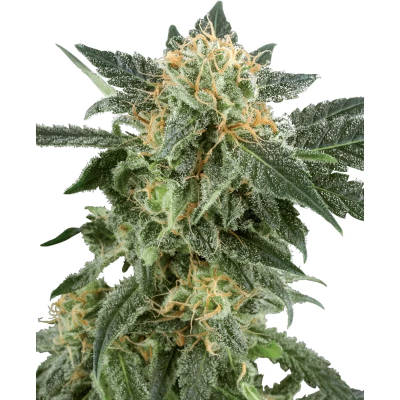 saltonverde2881863