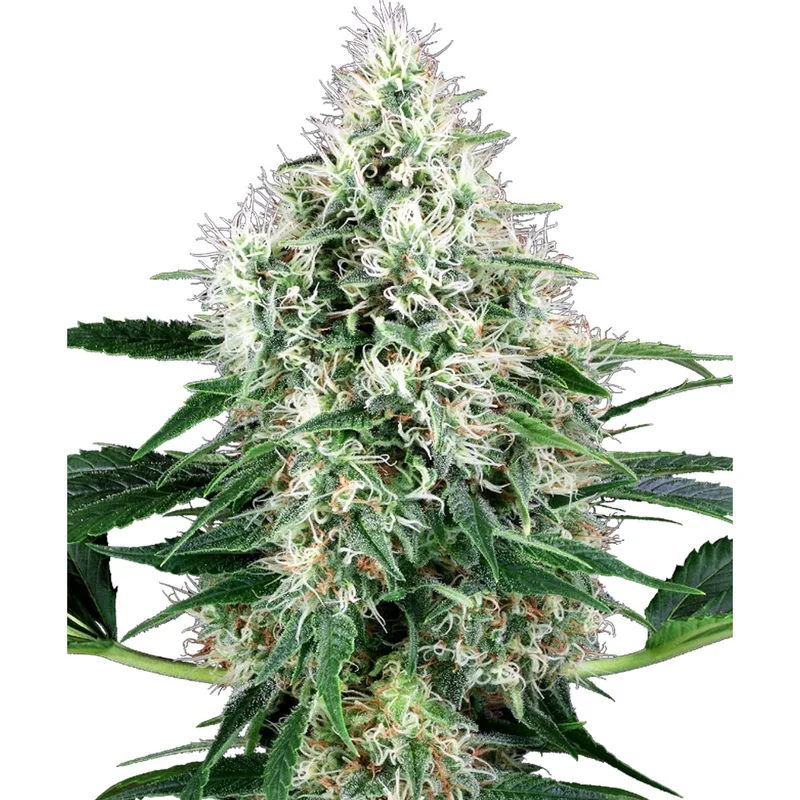 saltonverde2881884