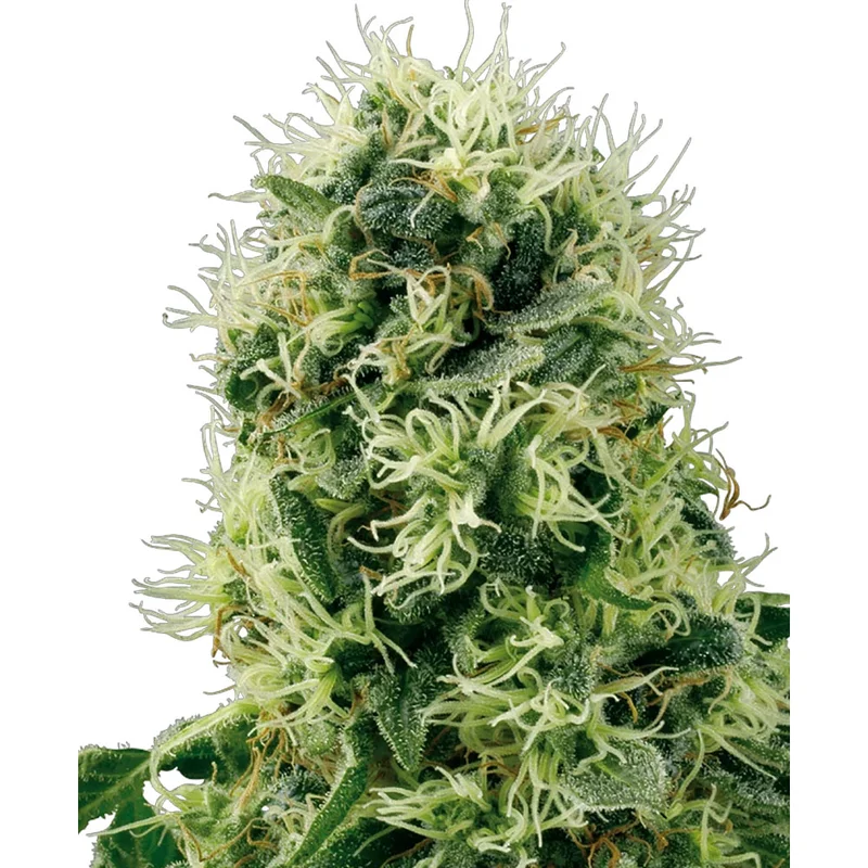 saltonverde2882030
