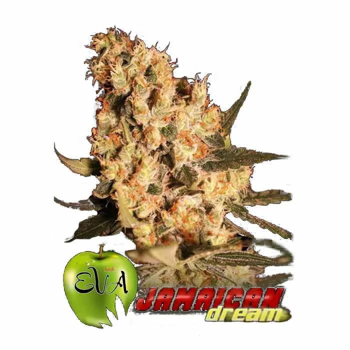 saltonverde2882956