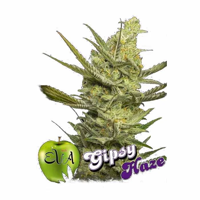 saltonverde2883011