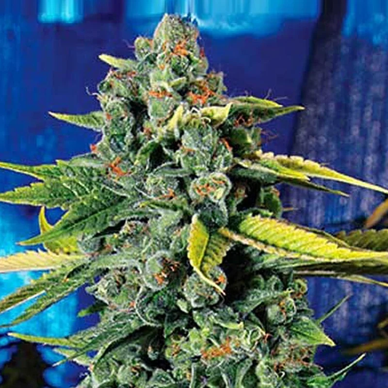 saltonverde2883771