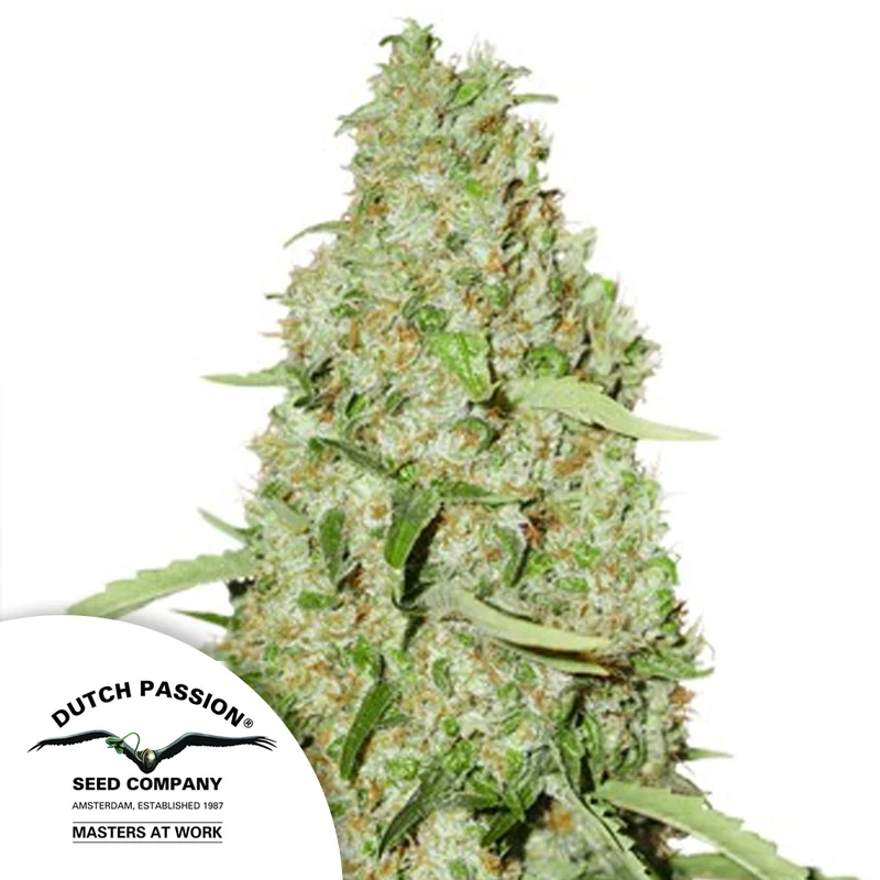 saltonverde2884007