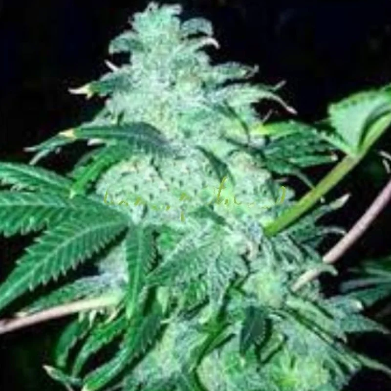 saltonverde2884714