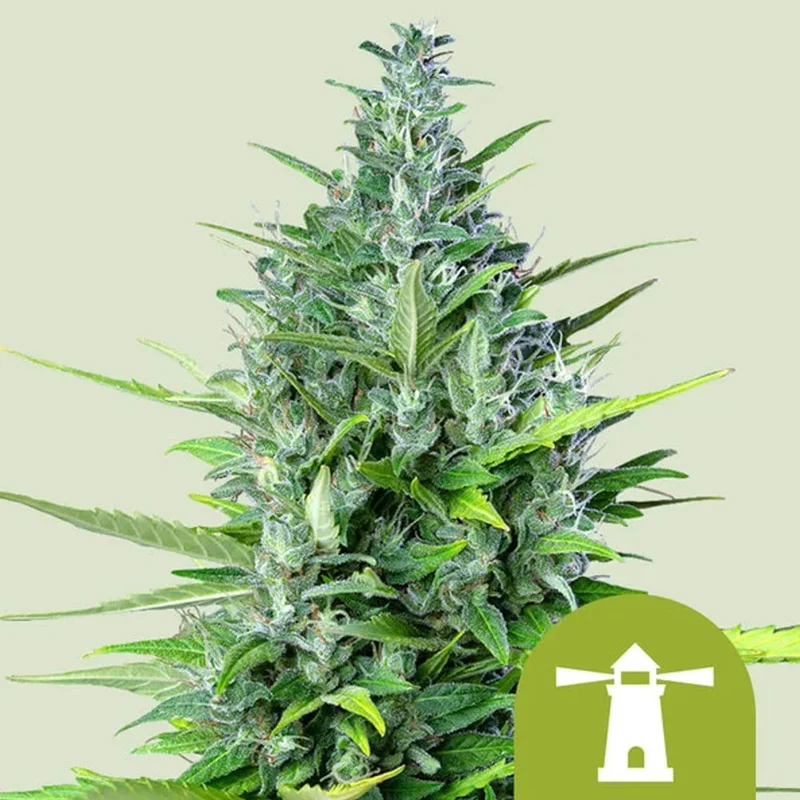 saltonverde2886835