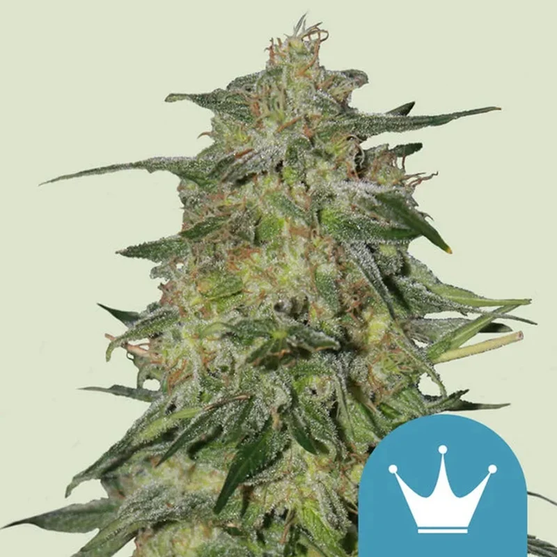 saltonverde2886909