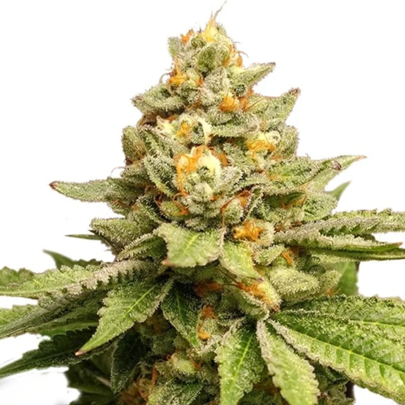 saltonverde2887511