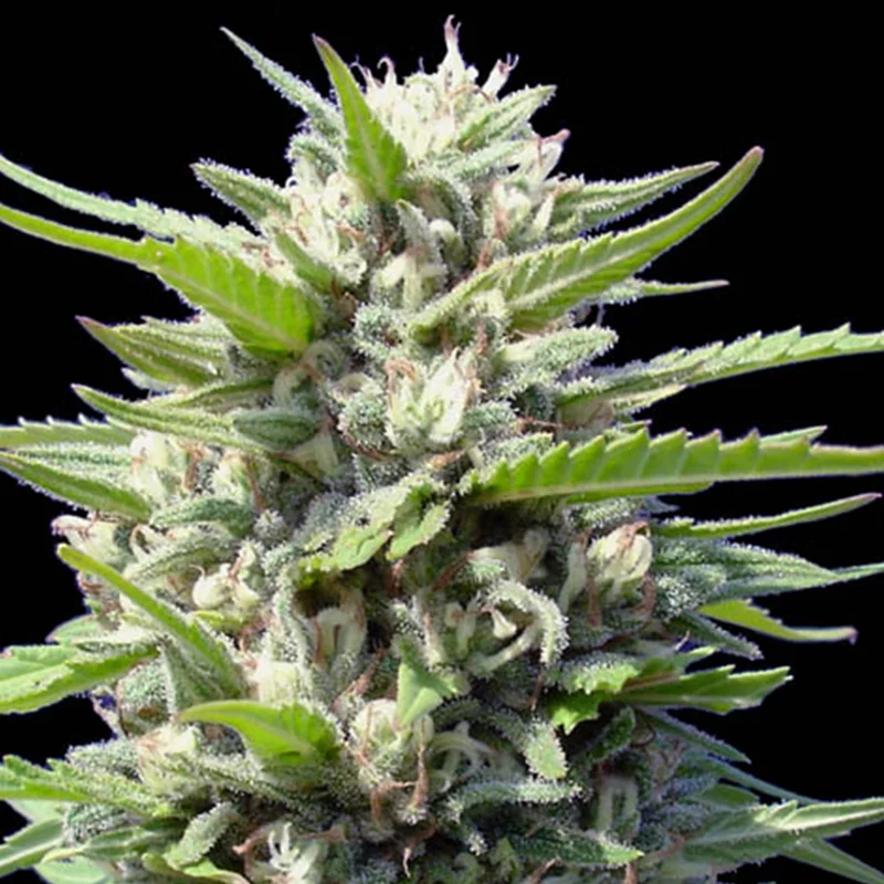 saltonverde2887824