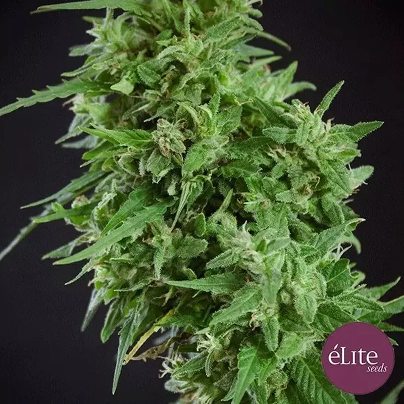saltonverde2888067