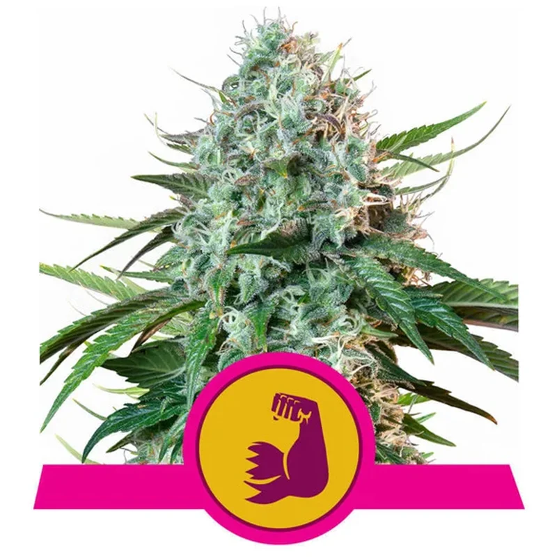saltonverde2890235