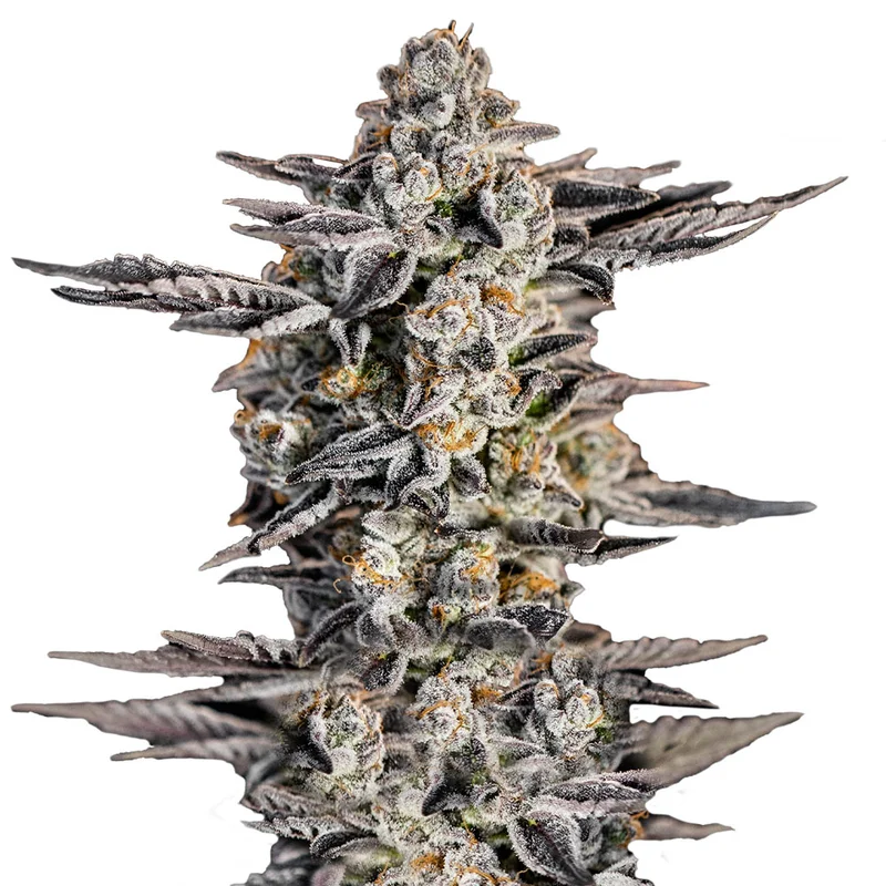 saltonverde2891001