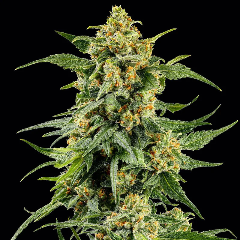 saltonverde2891019